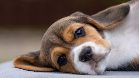 Види висипань на шкірі у собак Види висипань на шкірі у собак