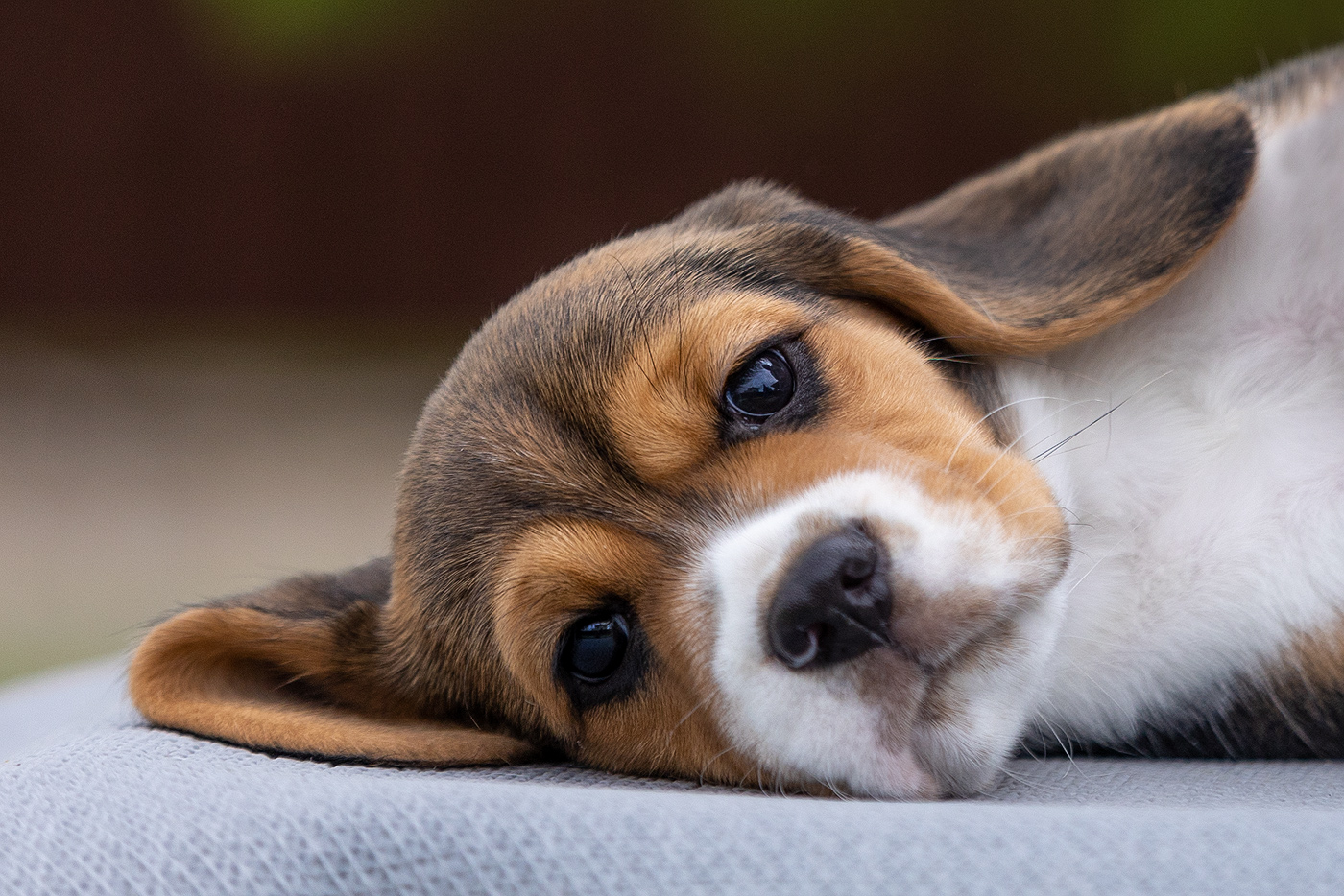 Види висипань на шкірі у собак