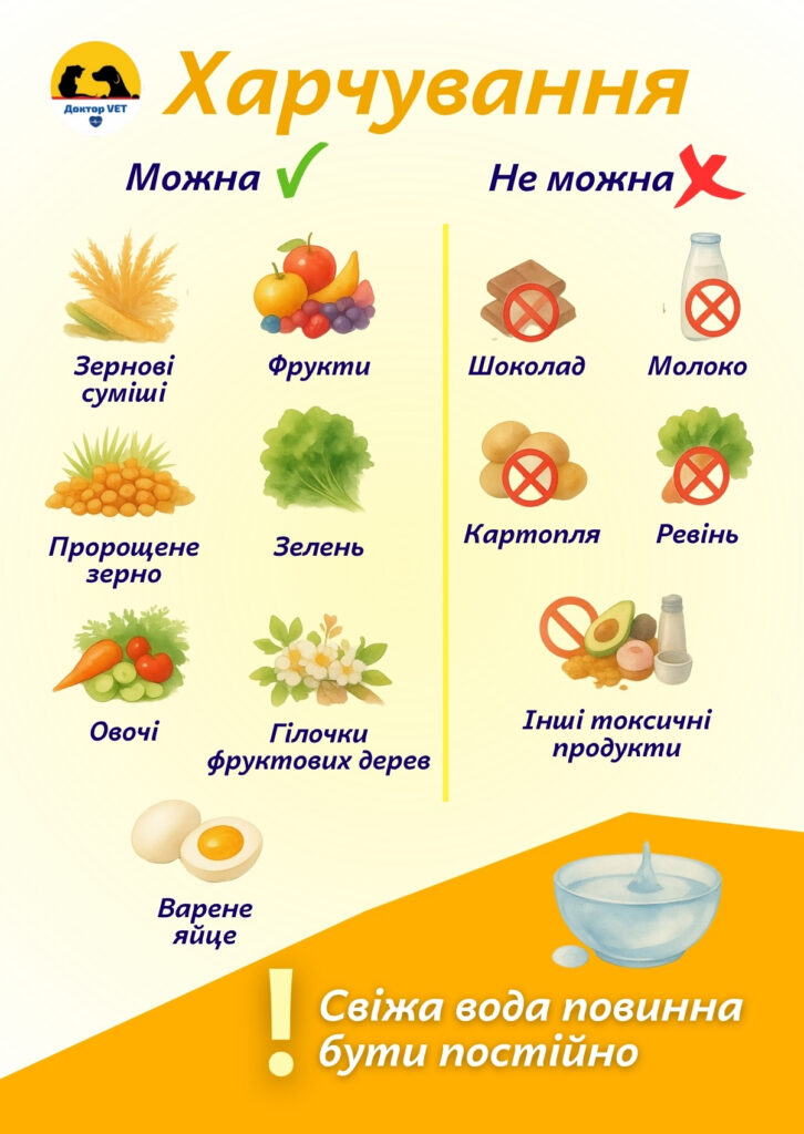 Комфортне життя домашніх птахів
