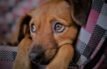Запалення ока у собаки. Лікування