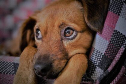 Запалення ока у собаки. Лікування