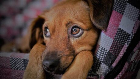 Запалення ока у собаки. Лікування