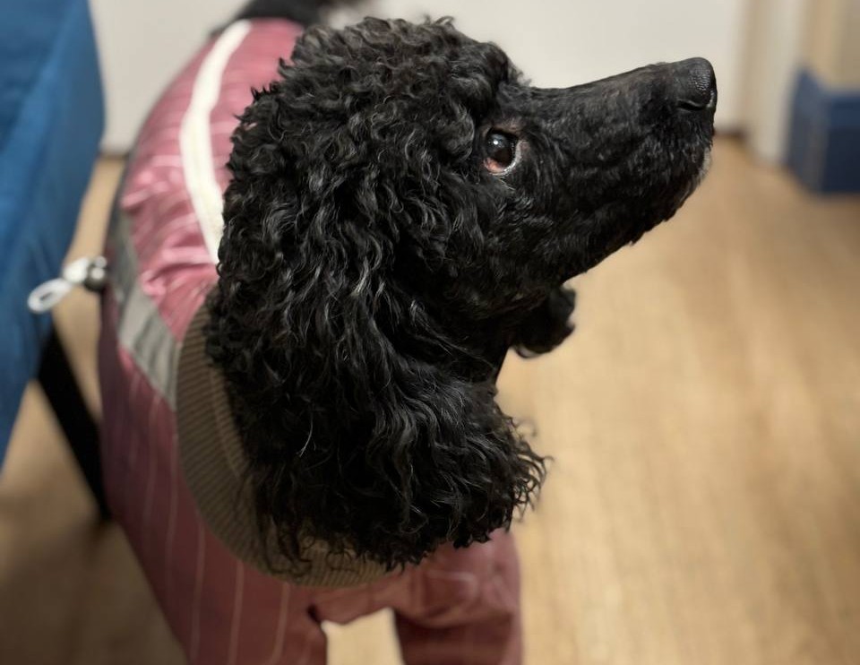 Операції тваринам. Сенси і ризики втручань