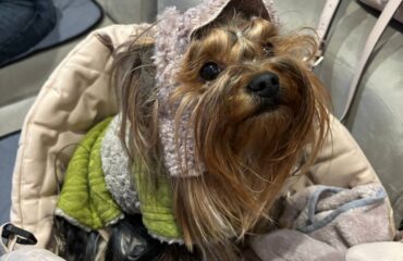 Операції тваринам. Сенси і ризики втручань Операції тваринам. Сенси і ризики втручань