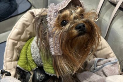 Операції тваринам. Сенси і ризики втручань