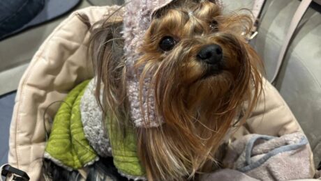 Операції тваринам. Сенси і ризики втручань