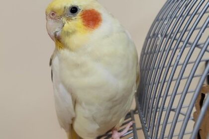 Домашні Птахи. Чим можуть хворіти?