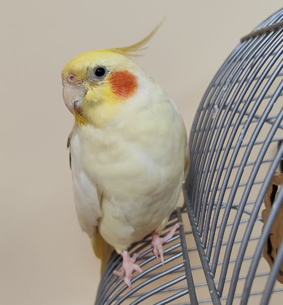 Домашні Птахи. Чим можуть хворіти?