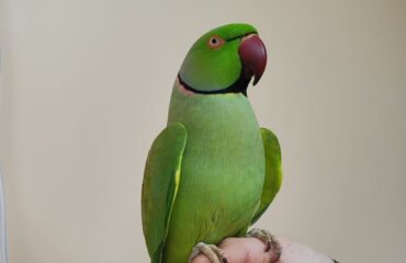Лікування папуг Лікування папуг