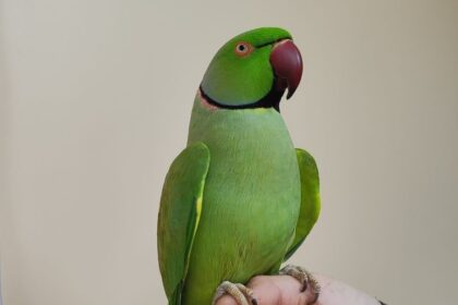 Лікування папуг