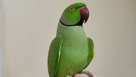 Лікування папуг