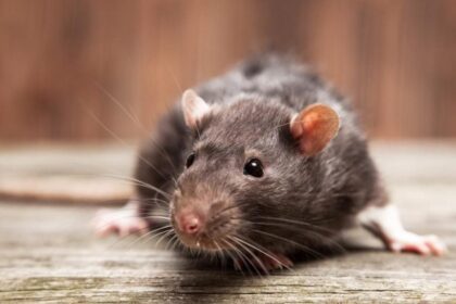 Щурячі проблеми