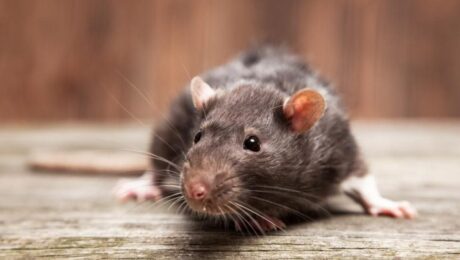 Щурячі проблеми Щурячі проблеми