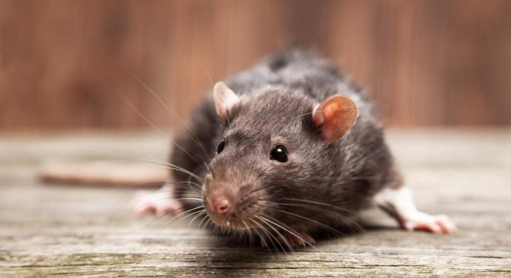 Щурячі проблеми