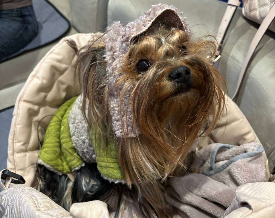 Чому базова консультація ветеринара потребує аналізів тварині?