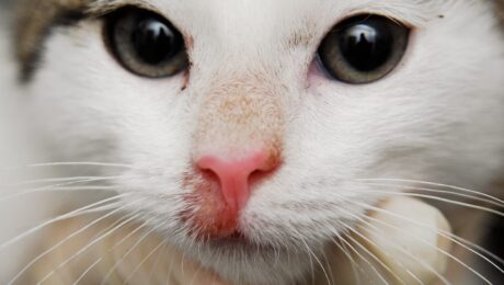 Дерматофітоз або лишай у котів