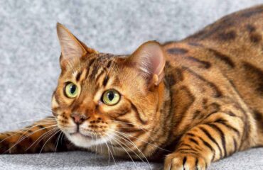 Кастрували кота. Як змінюється його життя?