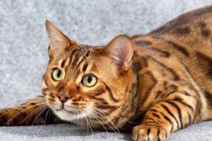 Кастрували кота. Як змінюється його життя?