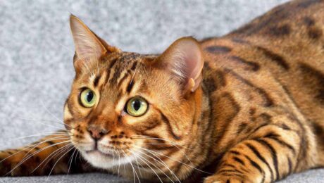 Кастрували кота. Як змінюється його життя? Кастрували кота. Як змінюється його життя?