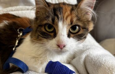 Особливості лікування дерматологічних захворювань у котів