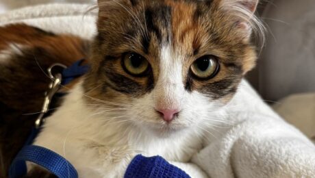 Особливості лікування дерматологічних захворювань у котів