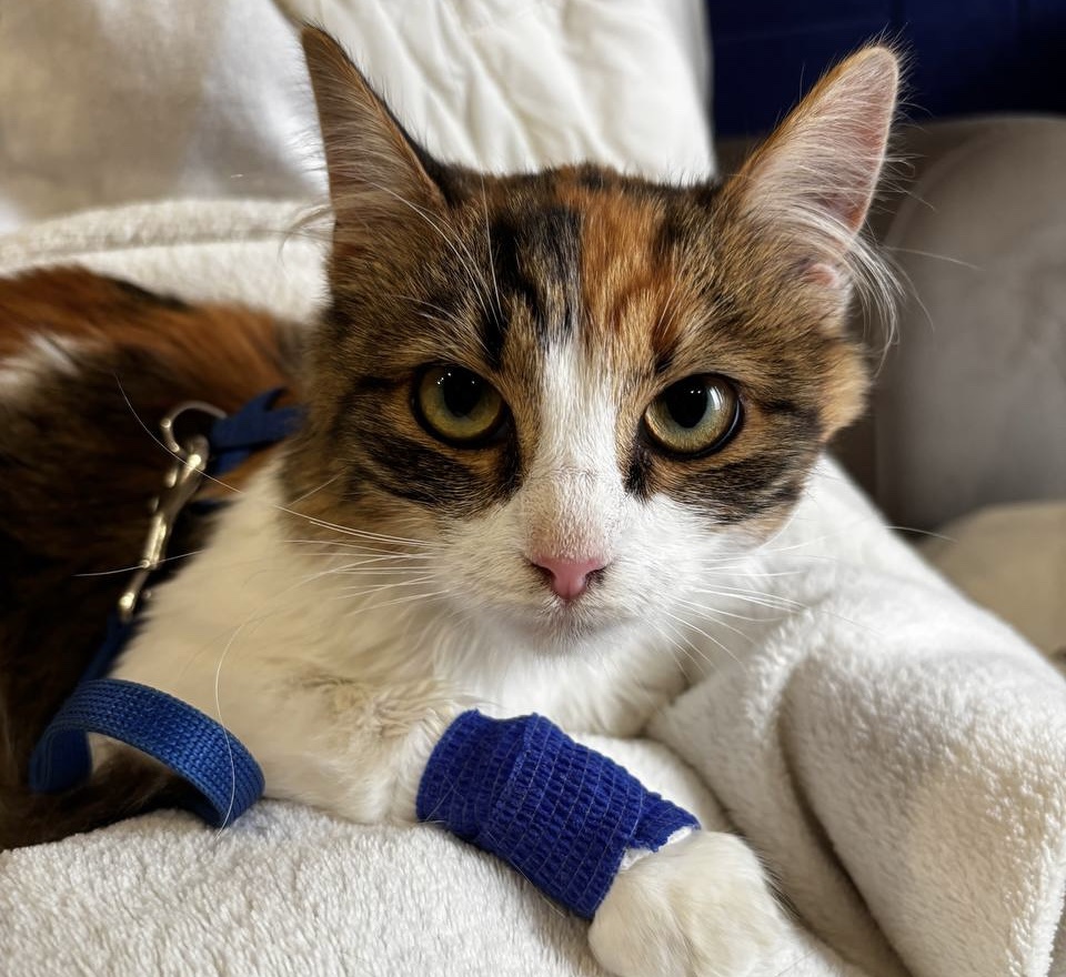 Особливості лікування дерматологічних захворювань у котів